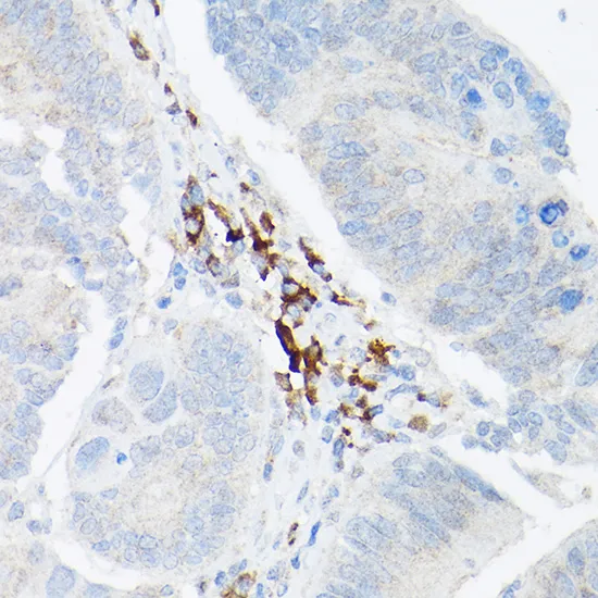 TNF-α Polyclonal Antibody - image 1