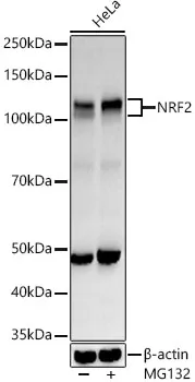 NRF2 Polyclonal Antibody - image 1