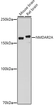 GRIN2A Polyclonal Antibody - image 1