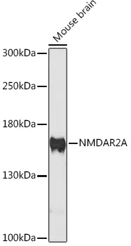 GRIN2A Polyclonal Antibody - image 1