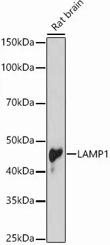 LAMP1 Polyclonal Antibody - image 1