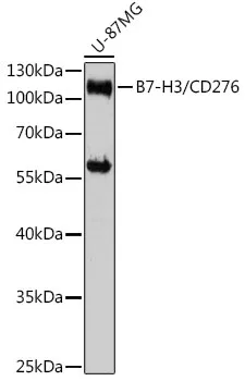 B7-H3/CD276 Polyclonal Antibody - image 1