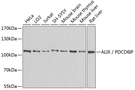 ALIX / PDCD6IP Polyclonal Antibody - image 1