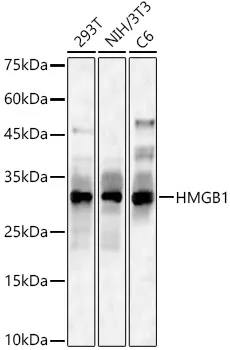 (KO Validated) HMGB1 Polyclonal Antibody - image 1