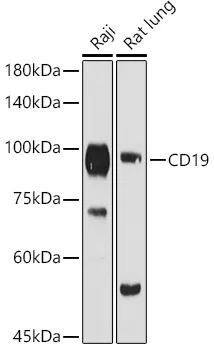 CD19 Polyclonal Antibody - image 1