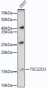 TSC22D3 Polyclonal Antibody - image 1