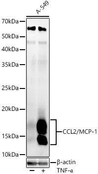 MCP-1 Polyclonal Antibody - image 1