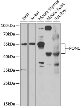PON1 Polyclonal Antibody - image 1