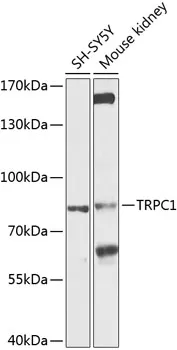 TRPC1 Polyclonal Antibody - image 1