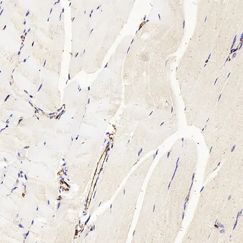 CD31 Polyclonal Antibody - image 1