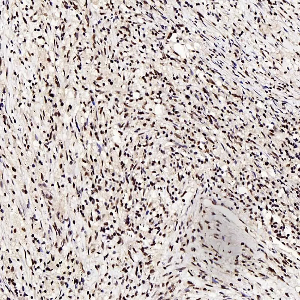 c-Fos Polyclonal Antibody - image 1