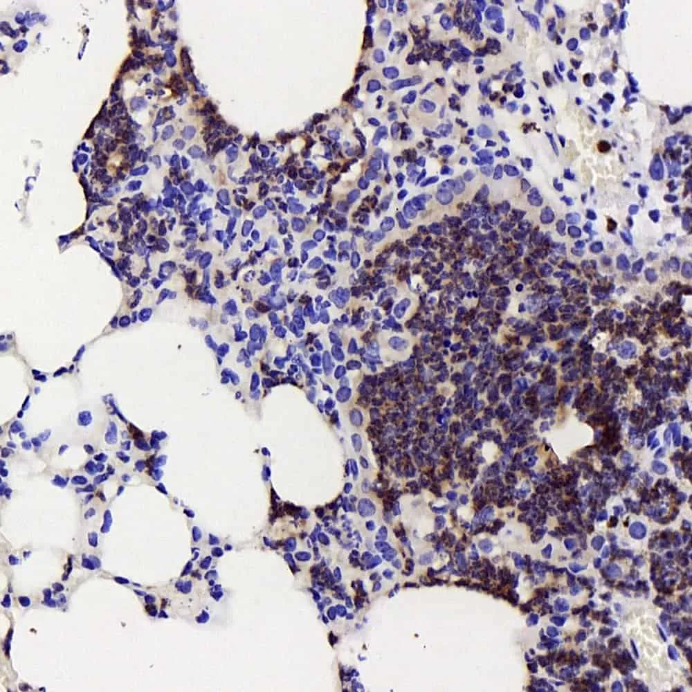 COX2 Polyclonal Antibody - image 1