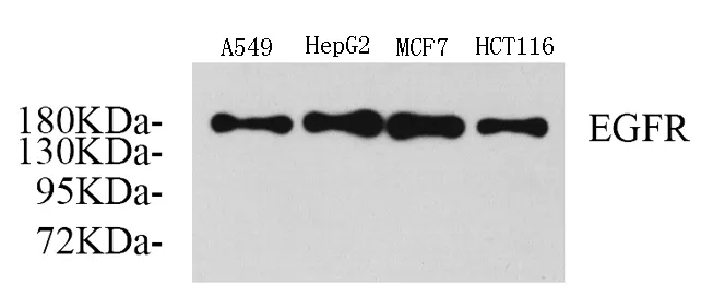 EGFR Polyclonal Antibody - image 1
