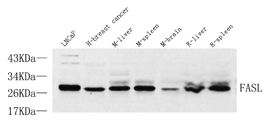 FASLG Polyclonal Antibody - image 1