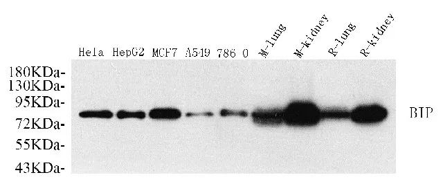 HSPA5 Polyclonal Antibody - image 1