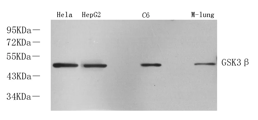 GSK3 beta Polyclonal Antibody - image 1