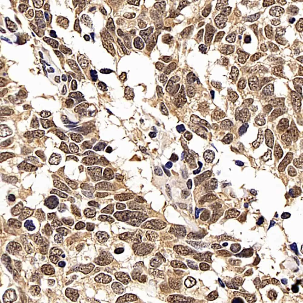 p27 Polyclonal Antibody - image 1