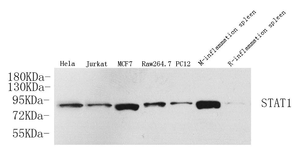 STAT1 Polyclonal Antibody - image 1