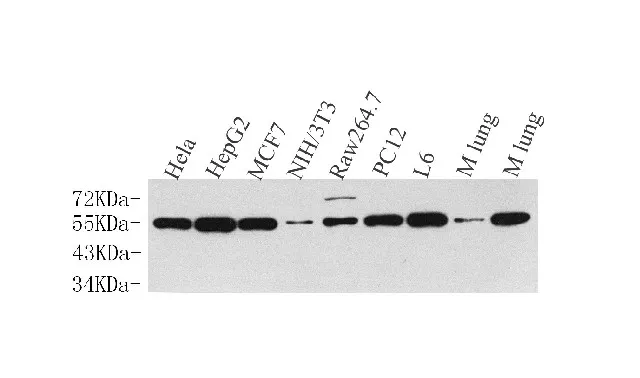 Cyclin B1 Polyclonal Antibody - image 1