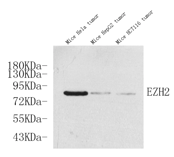 EZH2 Polyclonal Antibody - image 1