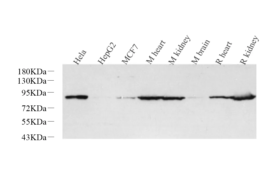 Glucocorticoid Receptor Polyclonal Antibody - image 1
