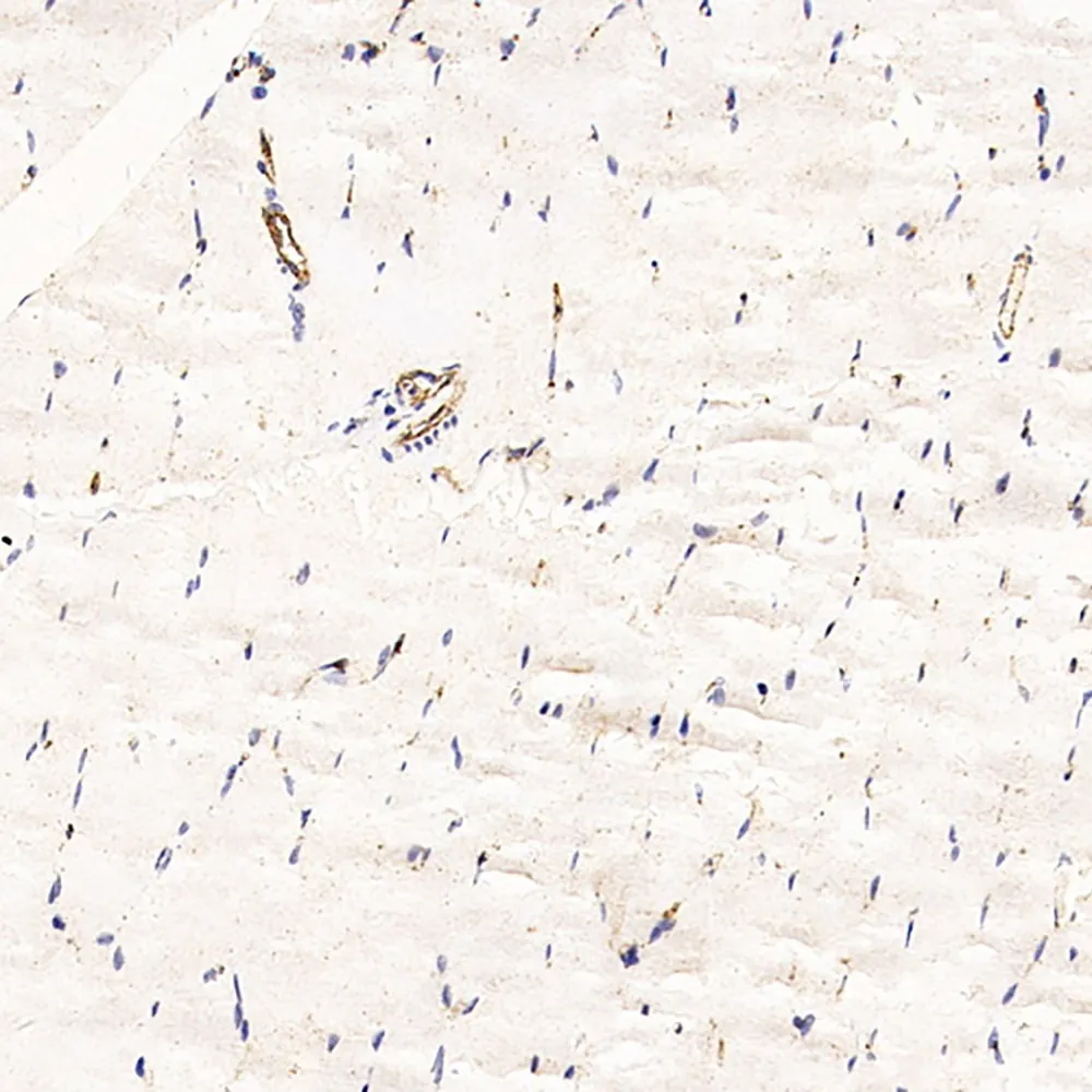 CD31 Monoclonal Antibody - image 1