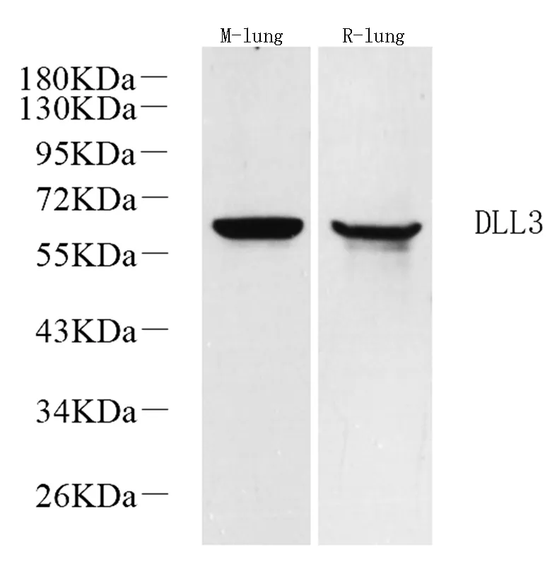 DLL3 Polyclonal Antibody - image 1