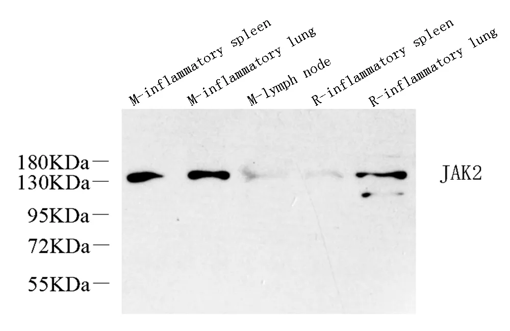 JAK2 Polyclonal Antibody - image 1