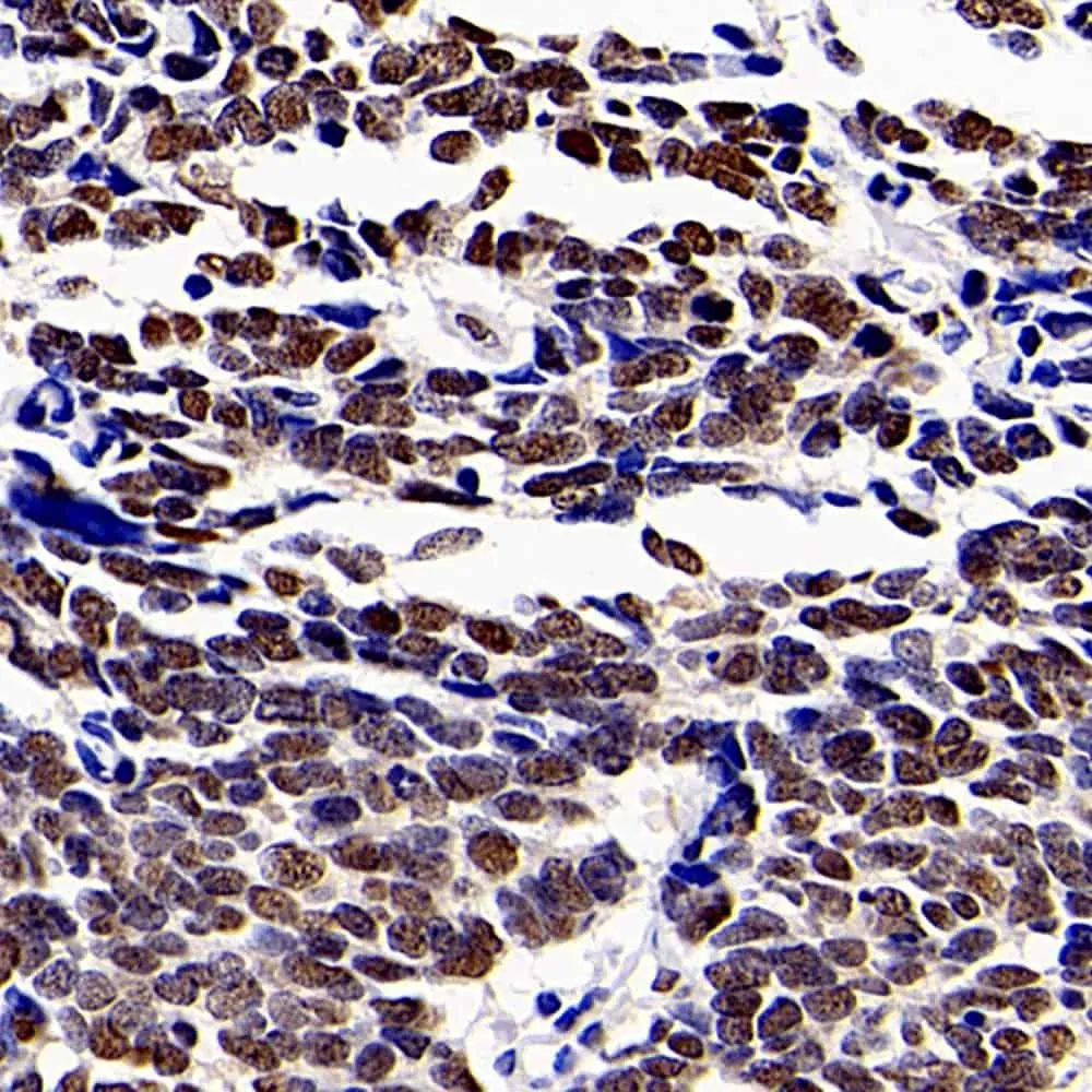HDAC1 Polyclonal Antibody - image 1