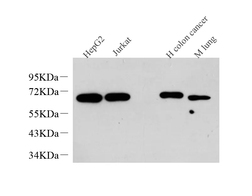 c-Fos Monoclonal Antibody - image 1