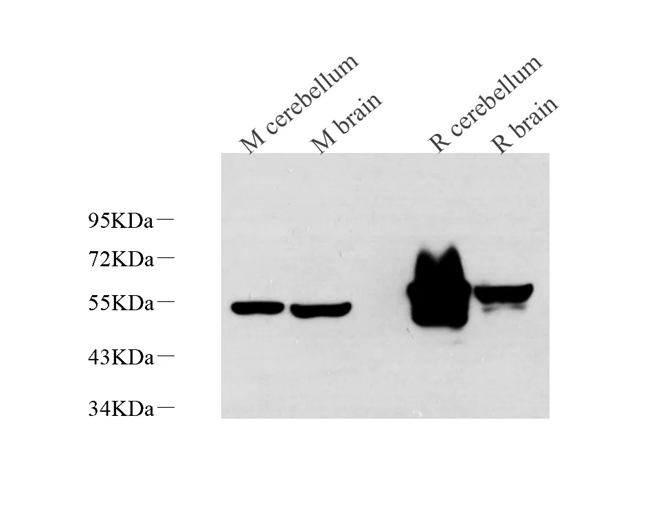 GFAP Monoclonal Antibody - image 1