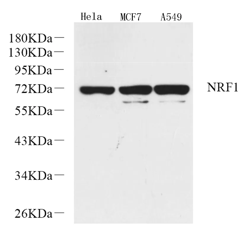 NRF1 Polyclonal Antibody - image 1