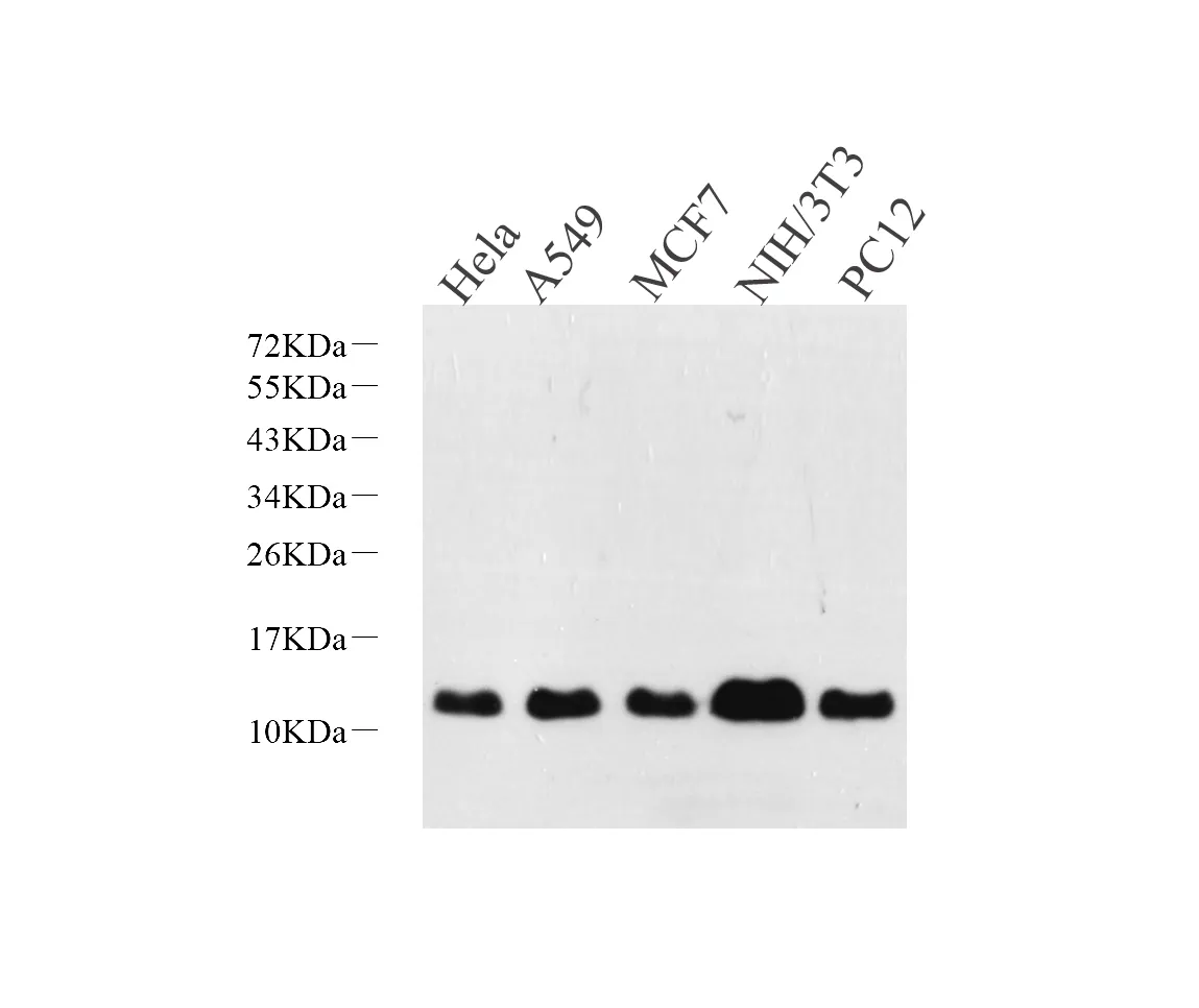 S100A4 Polyclonal Antibody - image 1