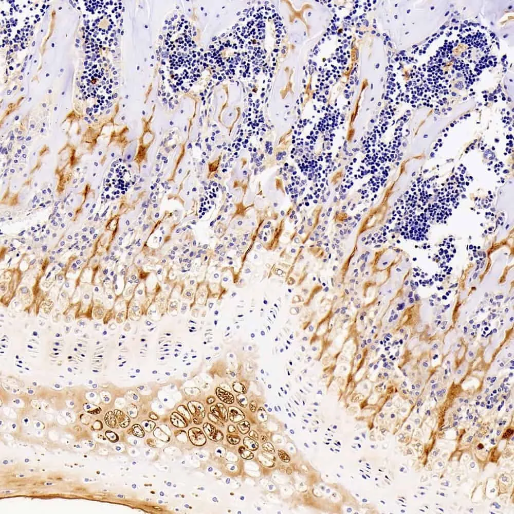 COL2A1 Monoclonal Antibody - image 1