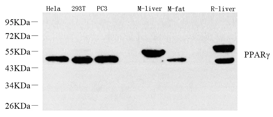 PPARG Polyclonal Antibody - image 1
