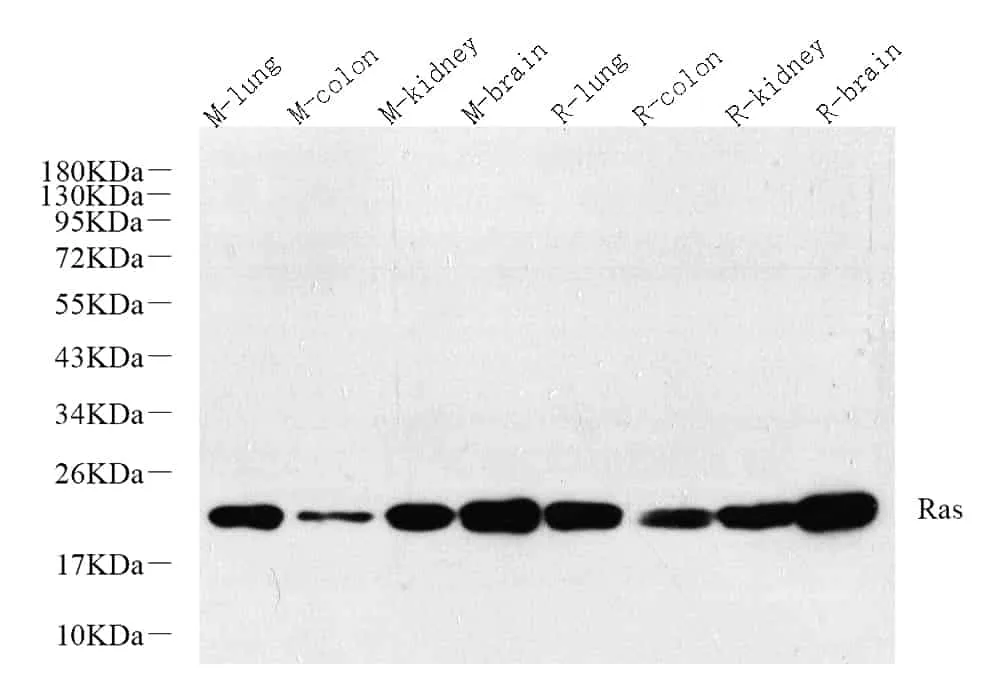 N/H/K-Ras Polyclonal Antibody - image 1