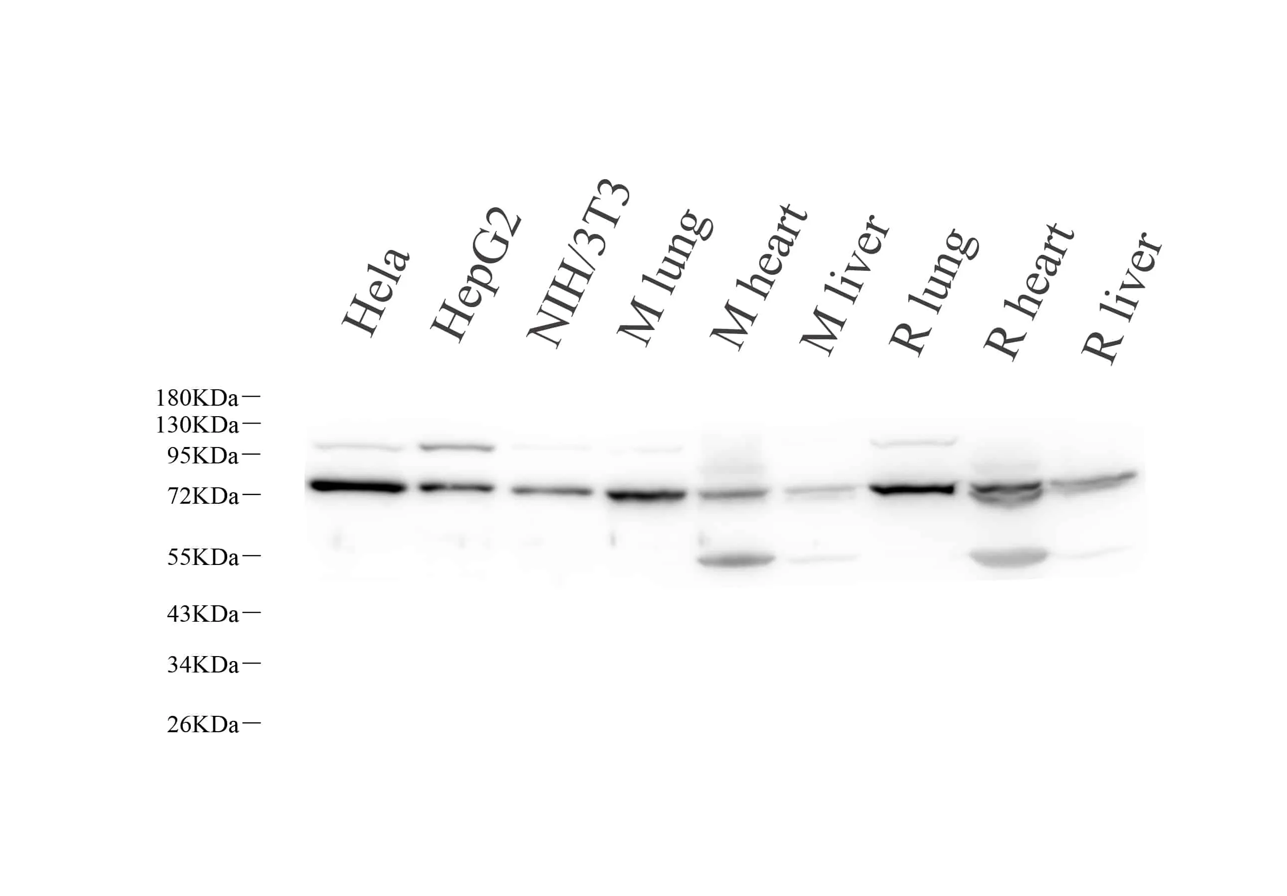 LMNA Polyclonal Antibody - image 1