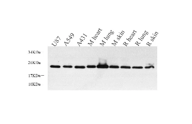 CAV1 Polyclonal Antibody - image 1