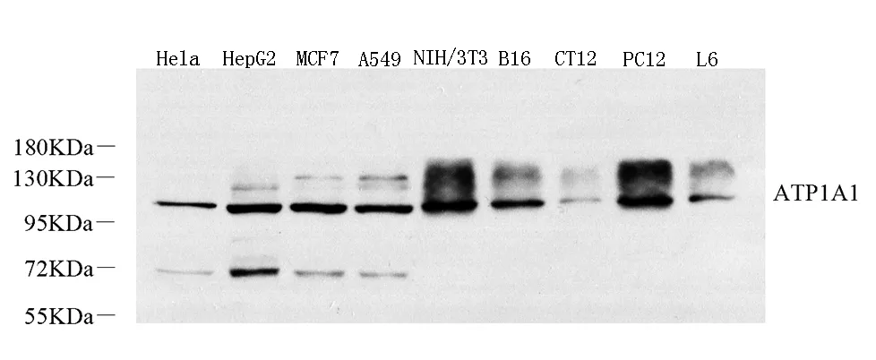 Na+/K+-ATPase alpha1 Polyclonal Antibody - image 1