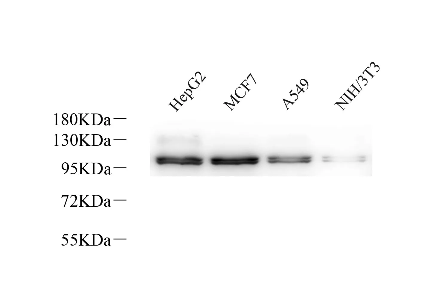 Na+/K+-ATPase alpha1 Polyclonal Antibody - image 1