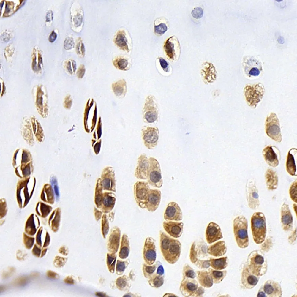 BMP2 Monoclonal Antibody - image 1