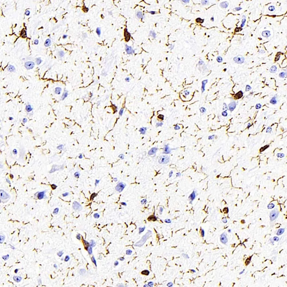 AIF1 Monoclonal Antibody - image 1