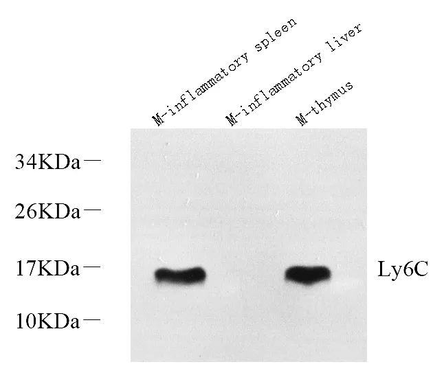 Ly6c Polyclonal Antibody - image 1