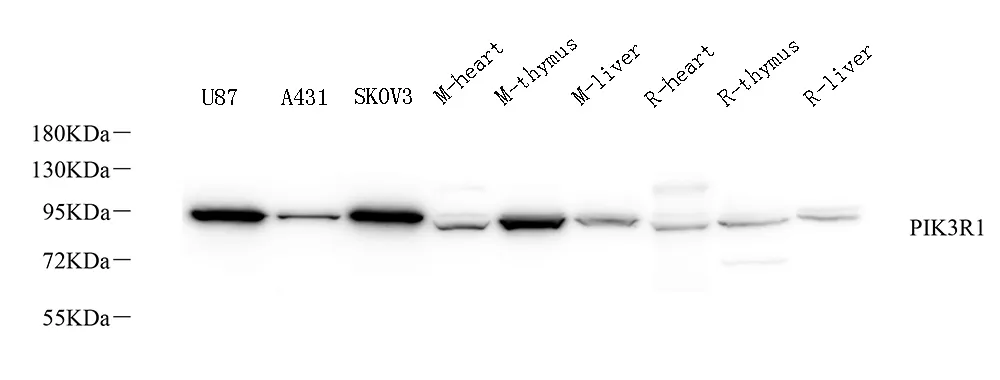 PI 3 kinase p85 alpha Polyclonal Antibody - image 1