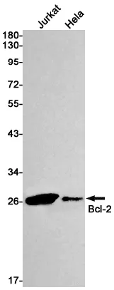 Recombinant Bcl2 Monoclonal Antibody - image 1