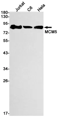 Recombinant MCM5 Monoclonal Antibody - image 1