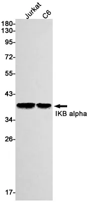 Recombinant IKB alpha Monoclonal Antibody - image 1