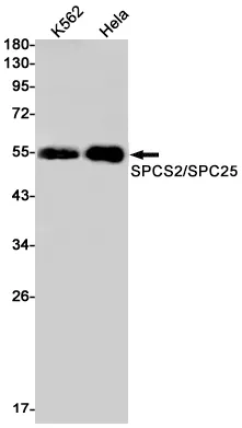 Recombinant WTAP Monoclonal Antibody - image 1