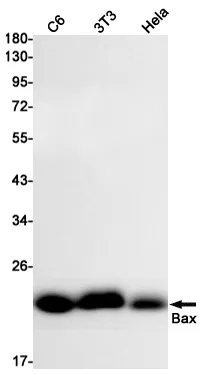 Recombinant Bax Monoclonal Antibody - image 1