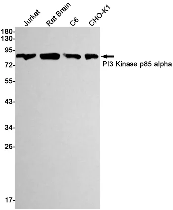 Recombinant PI3 Kinase p85 alpha Monoclonal Antibody - image 1